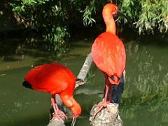 101PARC AUX OISEAUX DANS L AIN 2016 3_000012